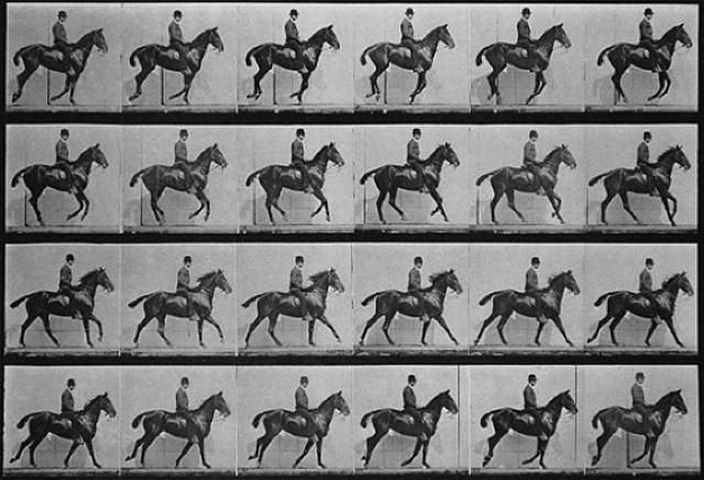 muybridge-canter