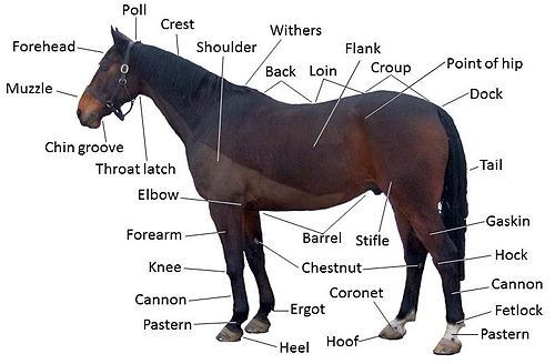 points of the horse