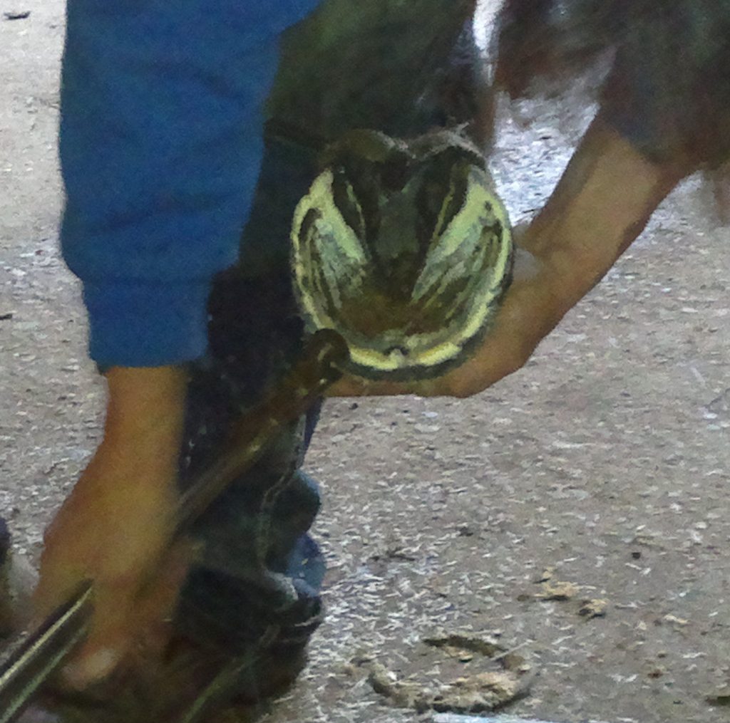 No Hoof, No Horse Academie Duello Learn Swordplay