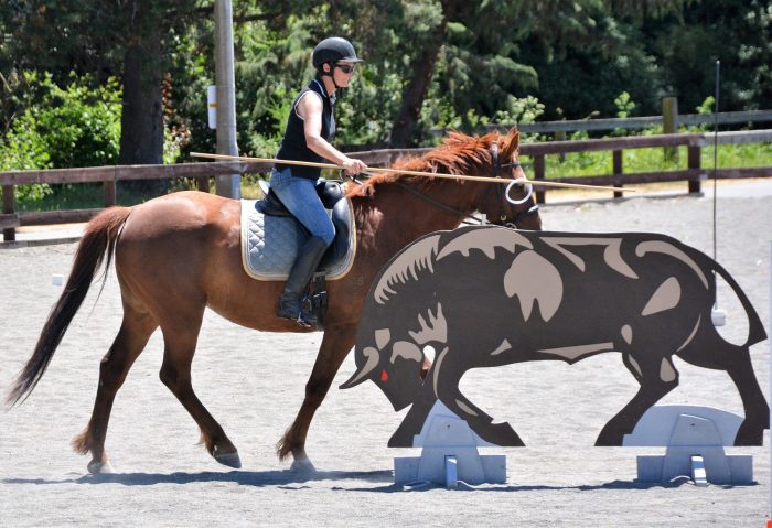 Working equitation bull