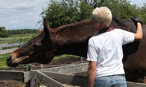 Cavaliere horsemanship